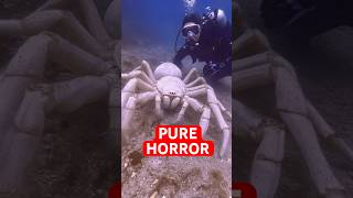 4 Most Bizarre Sea Creatures Found in the Deep
