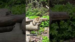Happy monkeys on the Monkey Mountain of Affenberg Salem Germany 2023 #shorts