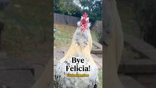 #byefelicia #felicia #memesdaily #comedy #rooster #chickens #chickenhappyhour