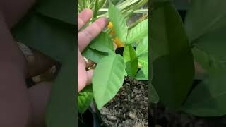 rambutan seedlings #bukidlife #fruit #farming #rambutan