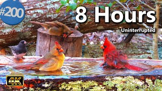 Relaxing Bird Bath 😻 Splashing Birds Sounds Nature Fountain Uninterrupted CatTV @LensMyth