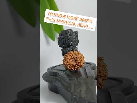 15 Mukhi Rudraksha From Nepal | Power of 15 Mukhi Rudraksha | 15 Mukhi Rudraksha Benefits | 15 mukhi