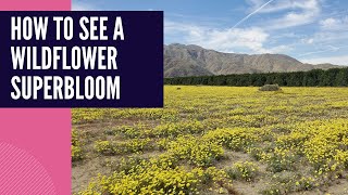 Anza Borrego Superbloom