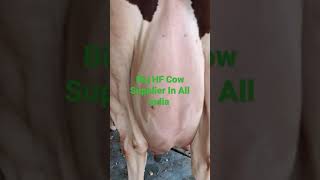 👉Subscribe #TopQuality #BigUdderCow with #HighMilkCapacity are Always Available For Sale📞-9355862386