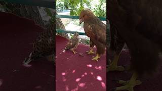 Falcon thinks the eagle is his mother and asks her to feed him😱🦅