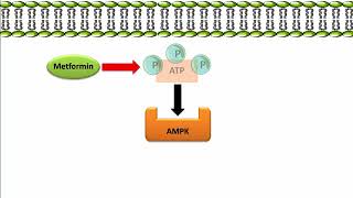 Metformin - Mechanism of Action