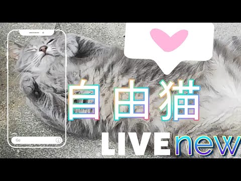 のんびり まったり猫動画💛#猫動画 #猫散歩＃スピちゅーる