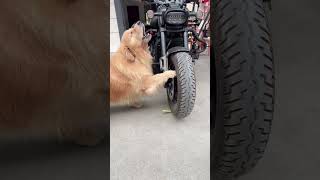 你说说这……真不是故意的#金毛#萌宠#狗狗