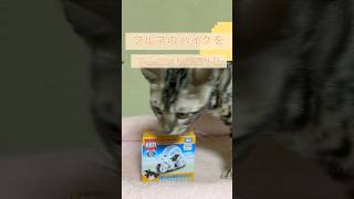 【トミカ】ブルマのバイクあげるよ#shorts #cat #dragonball #子ネコ #癒し #猫のいる暮らし