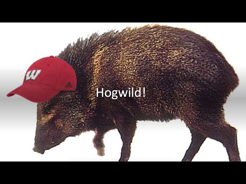 Hogwild! (Test-of-Time Award Talk NeurIPS 2020)