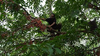 Harvesting wild fruits to barter for essentials at the market | LIVING OFF THE GRID | Episode 77