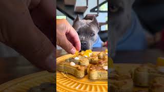 Biscoito de Aveia com Banana, Manga e Ricota de Búfala para meus Dogs #americanbully