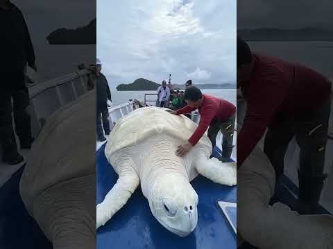 RARE White Turtle found is this REAL?! #viralvideo #funny #animals #turtle #funnyvideo #pets #cats