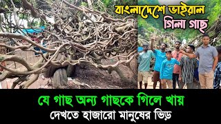 গাছের শিকড় যেন এক একটা অজগর সাপ || গিলা গাছ || Dinajpur || Mysterious Tree