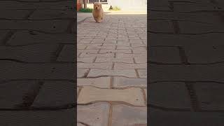 Golden retriever male  #reels #petsofchandigarh #petsofinstagram #petstagram #petsofinstagram