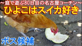 ひよこはスイカ好き～ケージから猛暑の庭へ出て遊ぶ80日目の名古屋コーチン大雛～