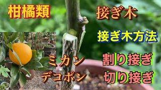 【柑橘類🍊接ぎ木】デコポン　ミカン割リ接ぎ、切り接ぎ、接ぎ木の方法