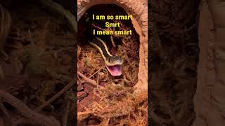 Snake meme #memesdaily #memesvideo #memeshorts  #memes #snake  #snakelove