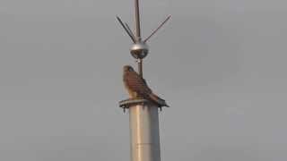 紅隼 Common Kestrel