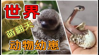 萌翻天的动物幼崽，你见过吗？