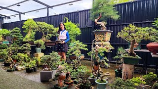 PAN CITY 639 🌺 Bonsai giá rẻ tùe 50k tới 100k bao ship ạk 🦚