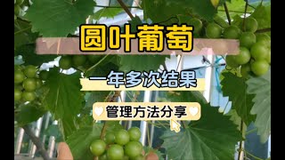 圆叶葡萄实现一年多次结果，小苗当年就能结果的方法！