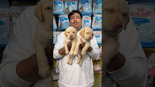 Labrador Puppy Sell in Low Price. #pets #dogbreed #shorts