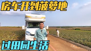 广东徐闻县，房车开到菠萝地，一家三口做凤梨冰，过着田园生活【家和远方的旅行】