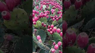 Lots of cactus fruits #cactus #fruit #amazing