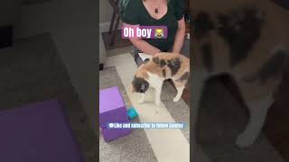 Oh boy! Smart Cat Finds Treat In Cup in 1 Second 🧠🐾