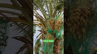 Fresh dates in Saudi Arabia||