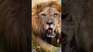 What Happens With Old Lions? #shorts