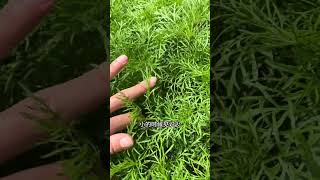 历时一个月，播种的格桑花（波斯菊）已经长老高了#爱生活爱养花 #格桑花 #内容启发搜索