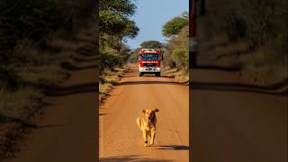 Brave dog helps save tiger in forest fire! #story #dog