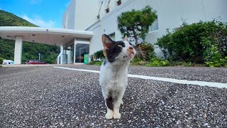 【猫ホテル到着】玄関で猫がお出迎え!? 癒しの歓迎が最高だった💕