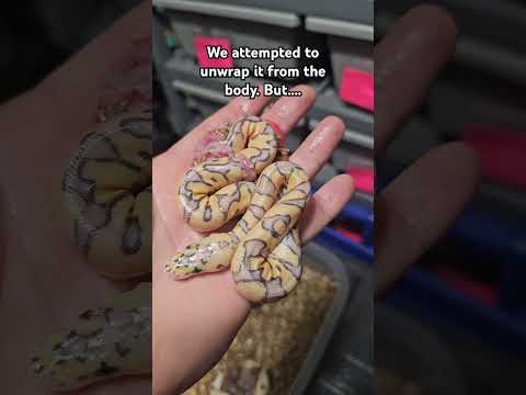 Ball Pythons umbilical cord wrapped around body #ballpython #ballpythons #animals #umbilicalcord