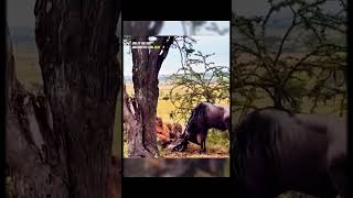 The most desperate Wild Beast never seen. #wildbeasts #hyena #shorttrending