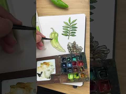 Quick sketch with watercolor and micron pen 🫑🌶️ #art #beginnerarttips #watercolorpainting #painting