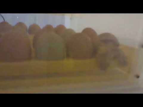 fresh chicks