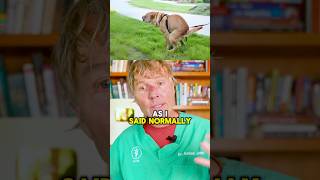 #analgland #fishysmell #digscooting #petcare #dogs #dogshorts