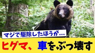 ヒグマ、車をぶっ壊す【2chまとめ】【2chスレ】【5chスレ】