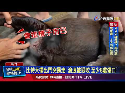 浪浪被狠咬逾30秒！ 傷口集中腹部...腿骨還脫臼