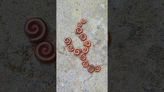 MILLIPEDE | SCARY #millipede #unique #animals