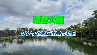 【道徳公園散歩】クジラと鳩に出会った日