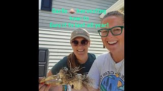 Harvest & cure your garlic!!