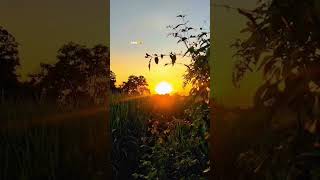 saiyaara Love story  status song 💕❤️🥰#nature #naturestories #naturelovers  #popularsong short video