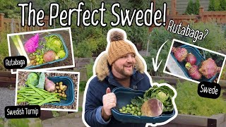 How to Sow and Grow Swede | How to grow Rutabaga | Swedish Turnip