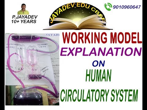 BIOLOGY || WORKING MODEL ON CIRCULATORY SYSTEM || BY JAYADEV SIR