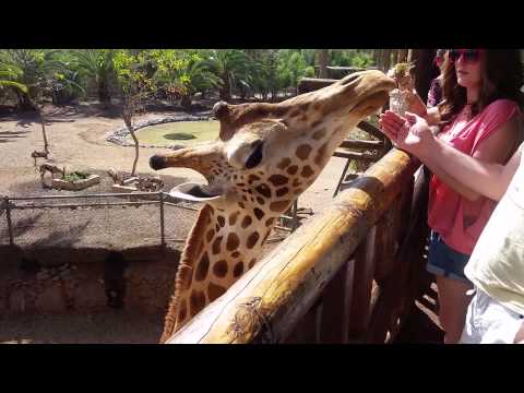 Giraffe feeding in the Canary Islands
