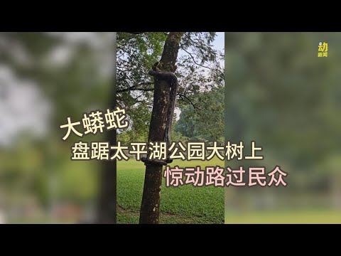 动新闻｜太平湖公园惊现大蟒蛇 吓坏晨运民众